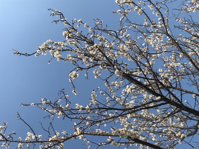 https://www.kutsurirahome.jp/diaryblog/c75f651d1021eb259bbd71662dd326c5cf5c3316.jpeg